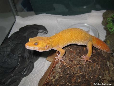 Leopard Gecko Care Sheet - OnlineGeckos.com Gecko Breeder