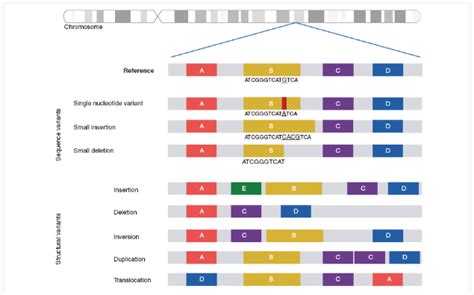 Pathogenic Variants in Rare Diseases | Diagnosis Challenges & Genetic ...