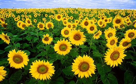 Image result for Java Full Stack with Text