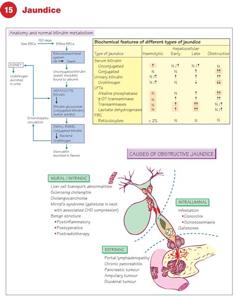 Jaundice - Causes, Types, Biochemical Markers & Diagnosis