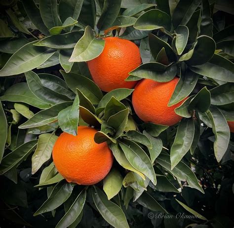 Growing Citrus Successfully - Cupertino, 10800 Torre Avenue Cupertino ...