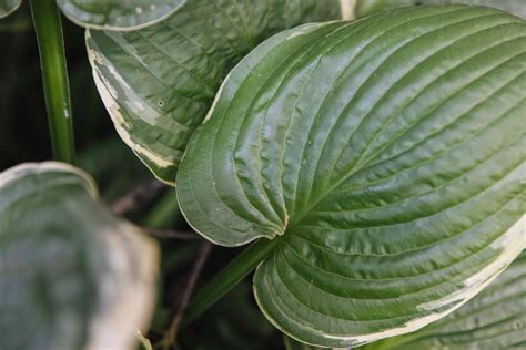 Hosta: Plant Care & Growing Guide