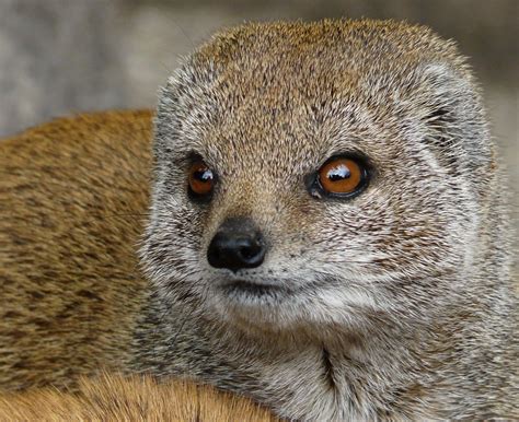 don't mess with the yellow mongoose | Zoo of Lille, northern… | Flickr