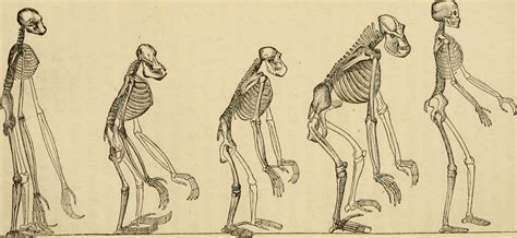 Evolution Of Human Tail at Deborah Wong blog