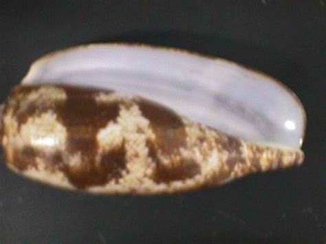 Image result for Cone Shell Types