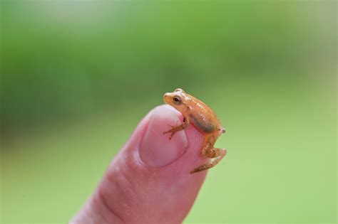 Spring peepers are the earliest singers of the season