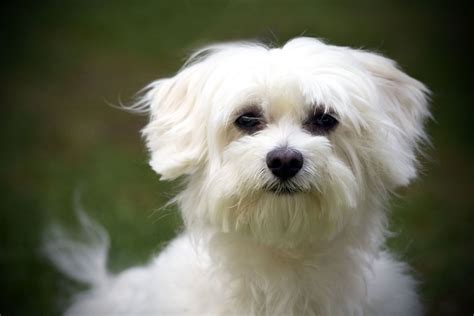 Maltese | Lifespan, Size & Health | Britannica
