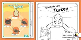 Life Cycle of a Turkey Spin Wheel (teacher made) - Twinkl