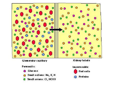 Image result for Net Filtration Rate Kidneys