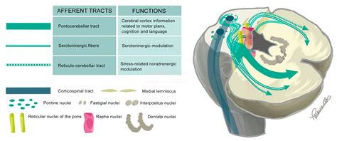 Involvement of the Cerebellar Peduncles in FMR1 Premutation Carriers: A ...