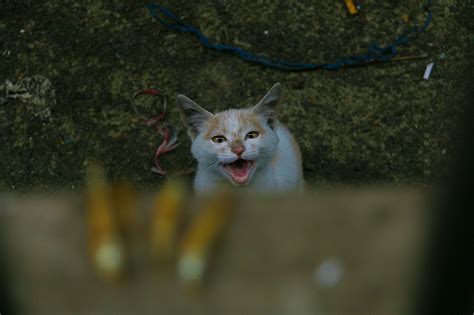 Onescat-克查原创作品【3】流浪猫专辑|摄影|宠物摄影|克查 - 原创作品 - 站酷 (ZCOOL)