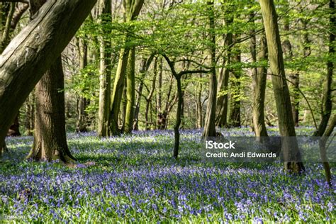 Image result for Machine Learning Bagging Tree