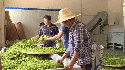 上半年，十堰茶叶产业数据公布，产量同比增长21.7%-十堰广电网