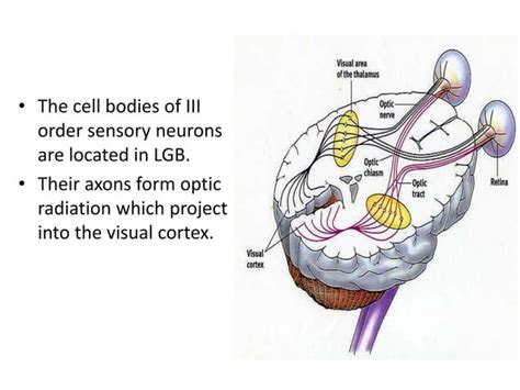 Image result for Visual Pathway Defects