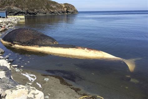 Exploding Whale Australia 的图像结果