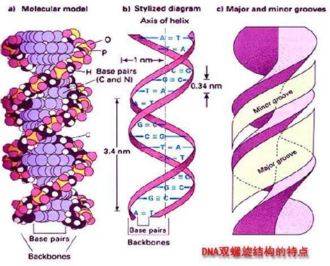 Dna双螺旋 的图像结果