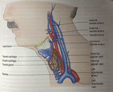 Jugular Vein And Carotid Artery