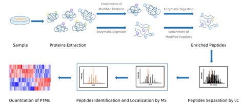 Image result for Methylation Reaction in Post Translational Modification