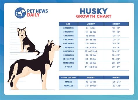 Husky Growth Chart: How Big Will Your Husky Get? - Puppy Growth Calculator