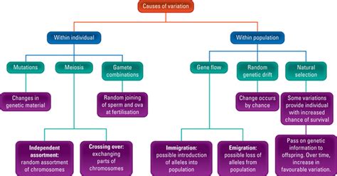 Image result for Mutation as a Source of Variation