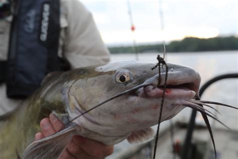 Channel Catfish Spawn Brings Hot Fishing for Bank Anglers - Kentucky ...