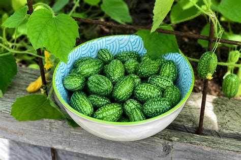 How to Grow Cucamelons: Planting, Care & Harvest Tips