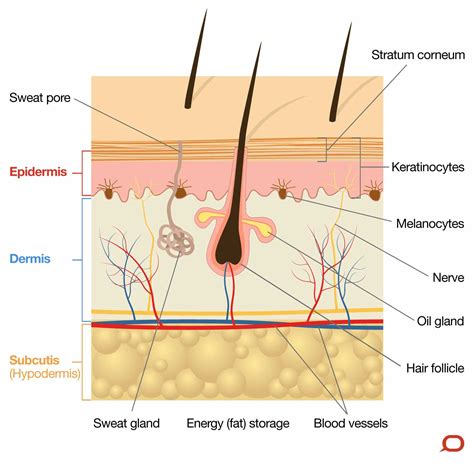 Is The Skin An Organ