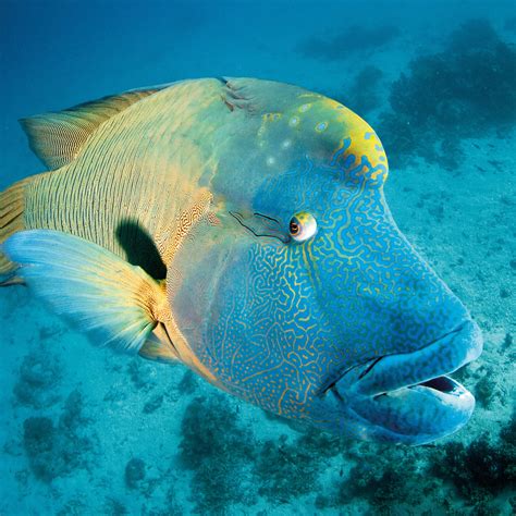 ‘The Great 8’ Animals of the Great Barrier Reef - Great Barrier Reef ...
