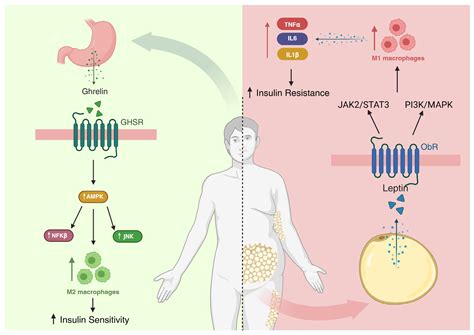 Anthocyanins Modulation of Gut Microbiota to Reverse Obesity-Driven ...