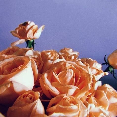 Graines de fleurs de courtyard/de balcon en pot à double parfum de rose ...