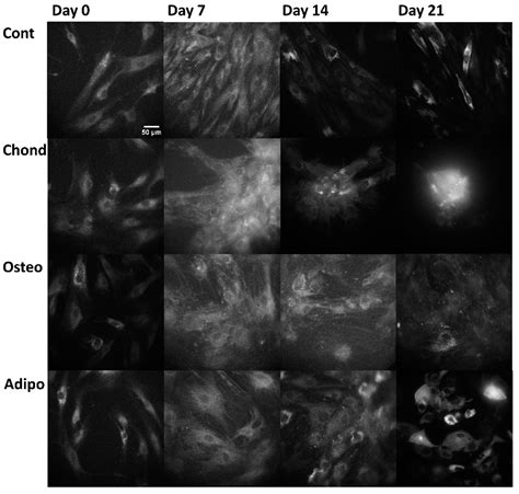 Multispectral Imaging of Collagen, NAD(P)H and Flavin Autofluorescence ...
