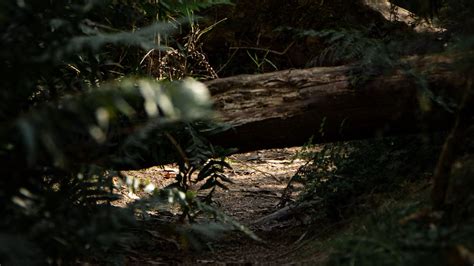 Wallpaper forest, path, log, bushes, nature hd, picture, image