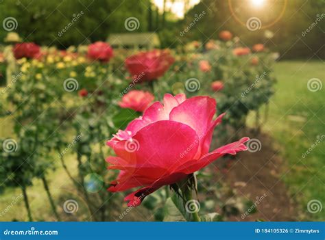 The Rose Garden in Raleigh North Carolina Stock Photo - Image of rose ...