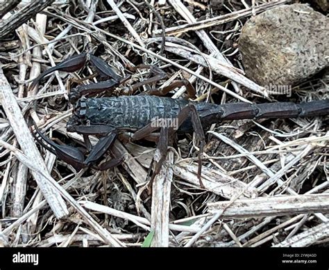 Slender Brown Scorpion (Centruroides gracilis Stock Photo - Alamy