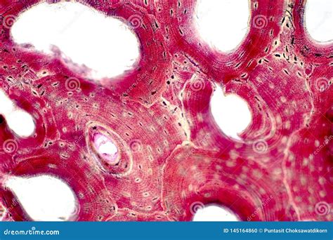 Histology of Human Compact Bone Tissue Under Microscope View for ...