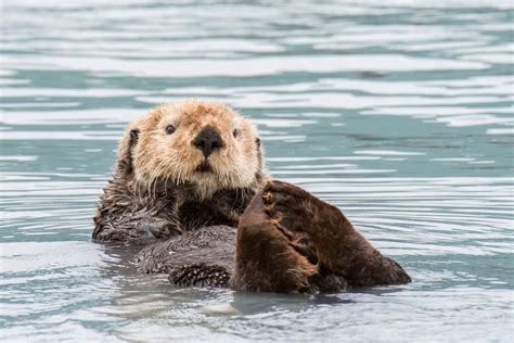 What is a Keystone Species? What You Need to Know About Nature's VIPs