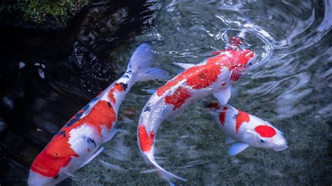 Koi Fish Wallpapers - Top Free Koi Fish Backgrounds - WallpaperAccess