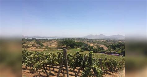 Take A Tour Of Grover Zampa Vineyards in Nashik For Just INR