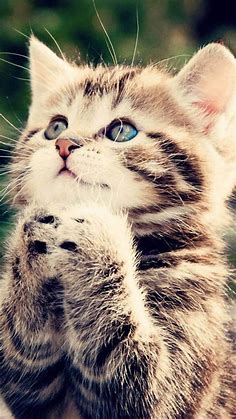 Best Cat Cute wallpapers para celular | Pets cats, Cat care, Cats