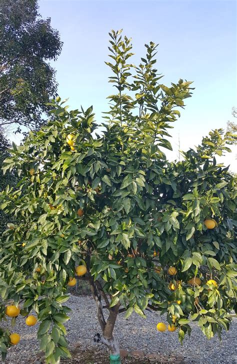 Red Ruby Grapefruit How to Grow Perth 的图像结果