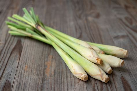 How to Grow and Care for Lemon grass