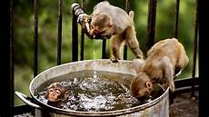 Dumb Pictures by Animals Compilation 2014 Hd 1080p Dumb Pictures