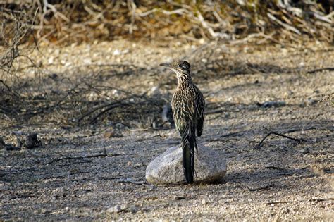 Free Images : nature, rock, bird, looking, wildlife, portrait, usa, predator, california, fauna ...