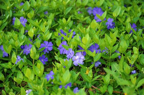 Ground Cover Deer Resistant Shade at Isidro Branham blog