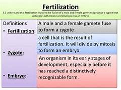 Key stages of fertilisation and embryology Flashcards | Quizlet