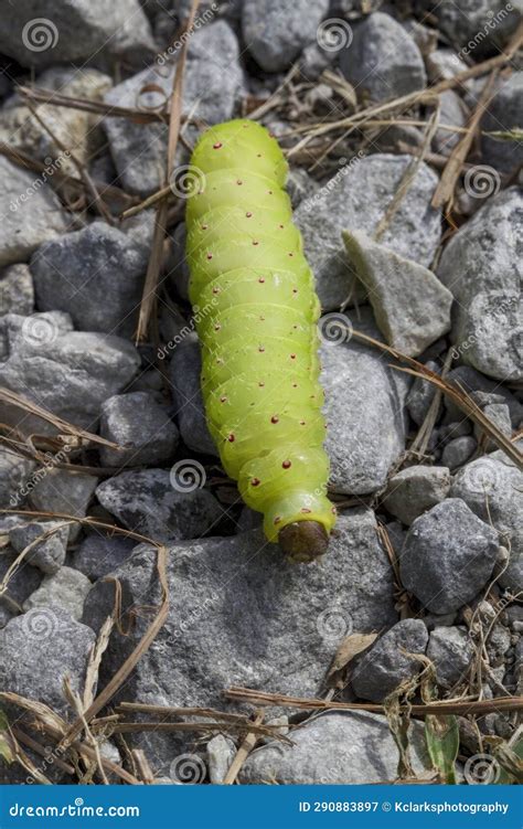 Large Chartreuse Green Polyphemus Moth Caterpillar with Red Dots Stock ...
