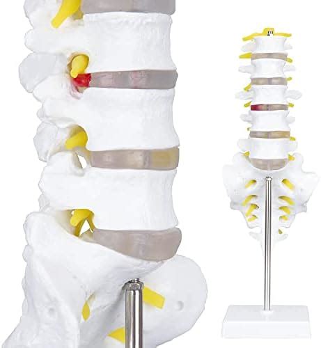 MYASKRO - Life Size Lumbar Vertebrae Sacrum Coccyx & Nerves Anatomical ...