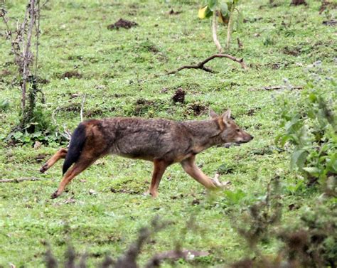 Genus Lupulella African Jackals — Coke Smith Wildlife