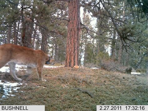Romping and Rolling in the Rockies: A mountain lion walks nearby