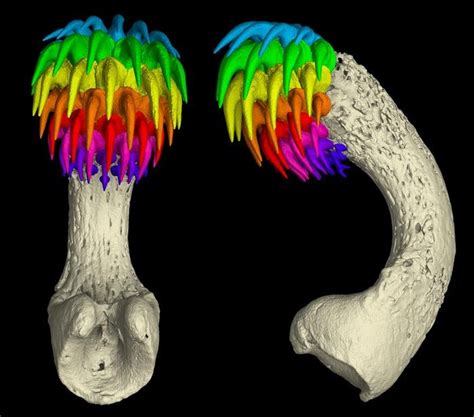 Love bites: Ghost sharks grow teeth on their heads to have sex - India ...